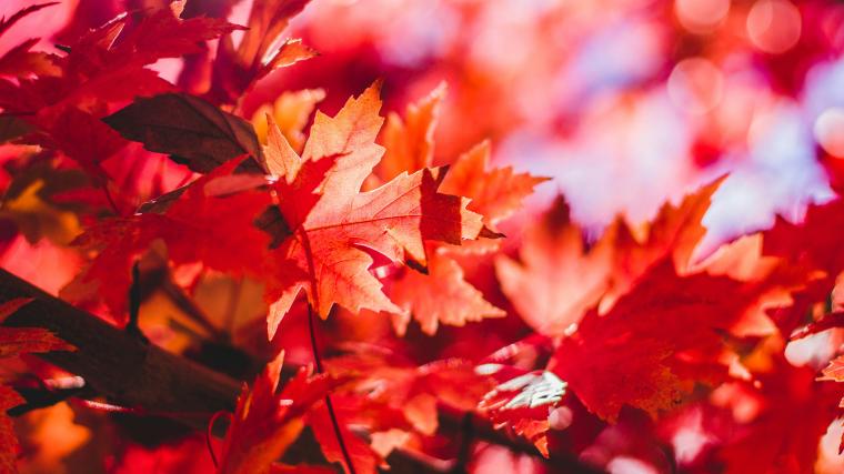 Close up of colored leaves